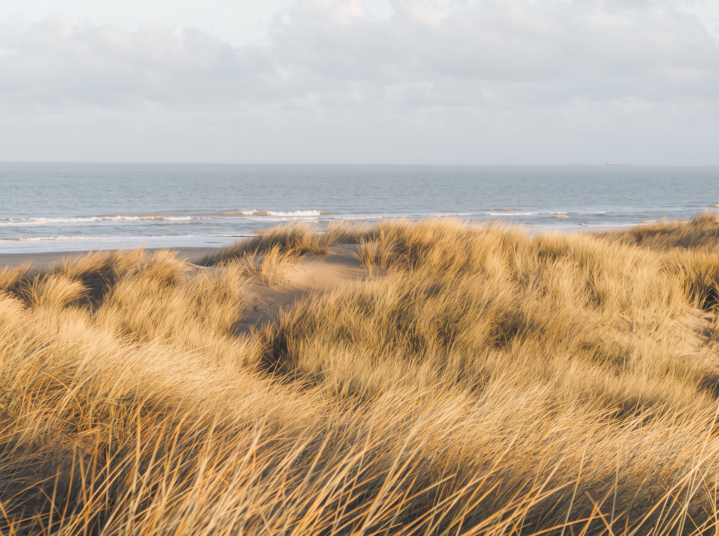 Helmgras in de duinen van Koksijde met de zee op de achtergrond